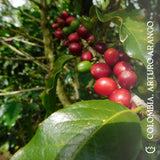 Coffee cherry processing at Finca El Paraíso