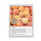 Cartel Roasters - Ethiopia Gigesa Gr1 Guji Washed – Espresso roast