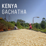 Padre - Kenya Gachatha AA - Washed process - Filter roast
